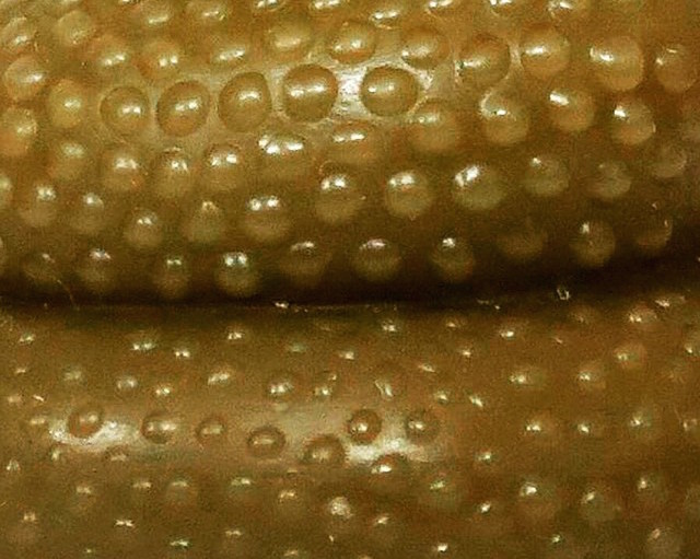 10958129_400199423475187_673905248_n